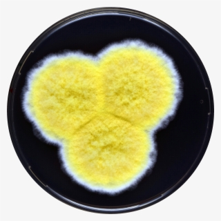 Aspergillus Caperatus Yes - Heart #5845622