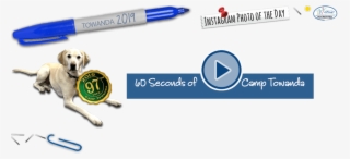 Camp Towanda Background Bits Pre Load - Dog Catches Something #5846392