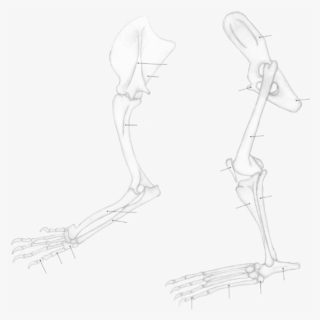 Panthera Leo Limbs - Lion #5847611