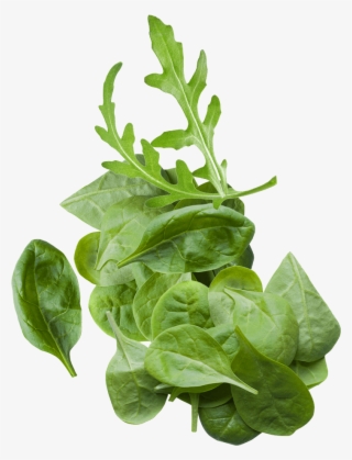 Salad Rocket And Spinach Baby Leaves - ประโยชน์ ของ กระ เพรา #5847872