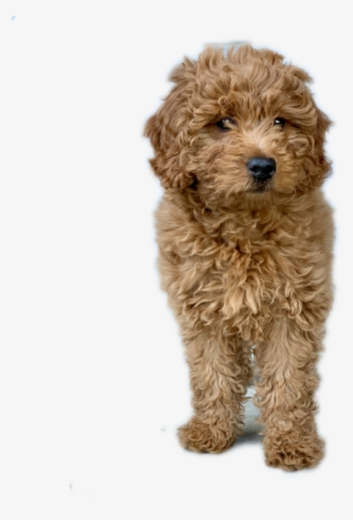 Ruby Doodle Dog Goldendoodle - Dog #5852939