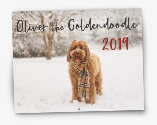 Oliver The Goldendoodle 2019 Wall Calendar - Calendar #5853004