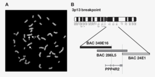 A) Fish Using Bacterial Artificial Chromosome (bac) - Diagram #5853434