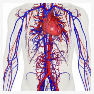 Screen 2 On Flowvella - Human Cardiovascular System 3d #5856733