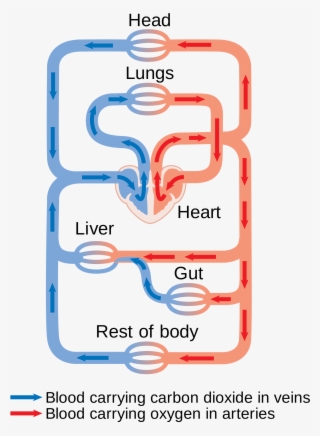 Open - Keuhkoverenkierto Ja Iso Verenkierto #5856861