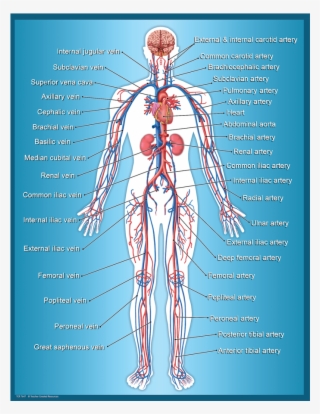 Tcr7647 Circulatory System Chart Image - Circulatory System Chart By Teacher Created Resources #5856997