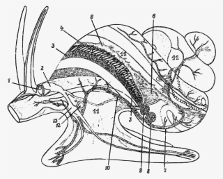 Viviparus Contectus Circulatory System - Viviparus Contectus #5857063