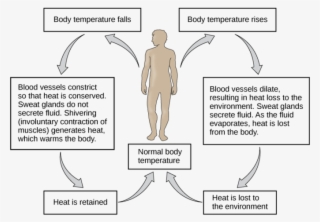Control Of Body Temperature - Negative Feedback Loop Body Temperature #5857525