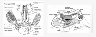 Hapalochlaena Fasciata Blue Lined Octopus Cardiovascular - Octopus Circulatory System Diagram #5857834