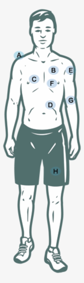 Circulatory System Pliable Capillaries And Cell Walls - Illustration #5858197