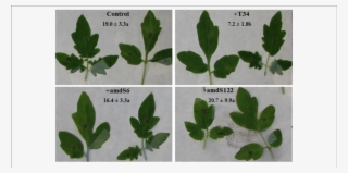 Necrotic Lesions Observed In Tomato Leaves From T - Infection #5859482