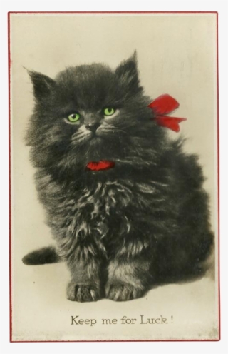Real Photograph Gel Postcard Of Black Kitten For Luck - Domestic Long-haired Cat #5863134 Real Photograph Gel Postcard Of Black Kitten For Luck - Domestic Long-haired Cat #5863134