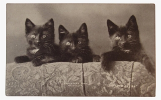 C1900 Coontown Babies Black Cats Postcard By Bullard - Cat #5863195