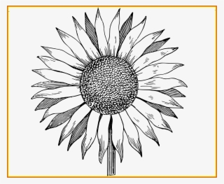 Vector Stock Huge Freebie Download For - Black And White Sunflower Clipart Png #5864350