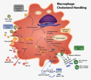 Macrophage Cholesterol Metabolism - Macrophage Lipid Metabolism #5866572