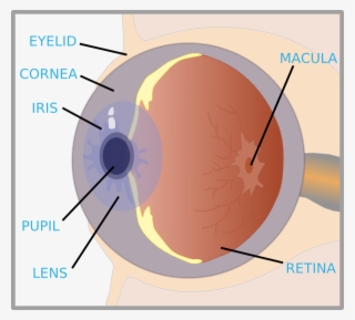 Small - Label Of An Eye #5867158