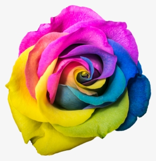 Rose #5867904