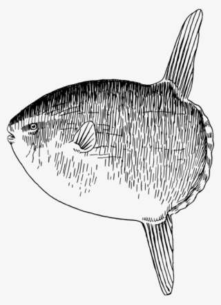 Sardine Marine Biology Fauna Marine Mammal Requiem - Sunfish Clipart #5868196
