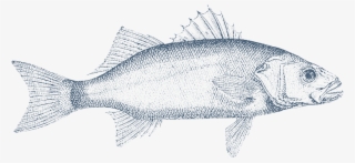 Clipart Royalty Free Download Barracuda Drawing Sardine - Carp #5869242