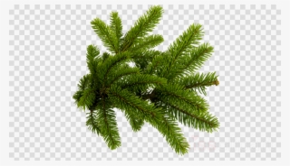 Christmas Tree Branch Png Clipart Christmas Tree Fir - Christmas Tree Branch Png #5869362