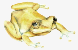 Amphibians Drawing Coqui Frog Image Free Stock - Transparent Puerto Rican Coqui #5874043