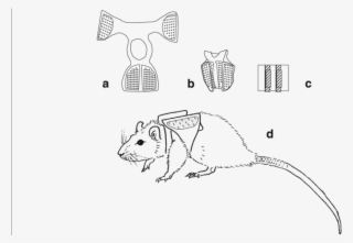 Placement Of The Additional Load In The Backpack - Lateral Dorsal Axillary Line Mice #5874153