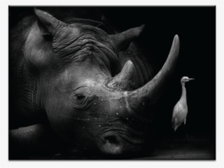 The Bodyguard - Leinwandbild Der Bodyguard Photographers Lane #5876691