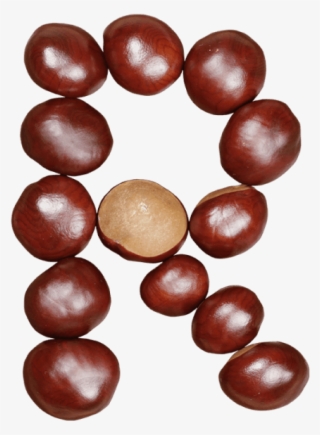 Chestnut Font - Font #5876785