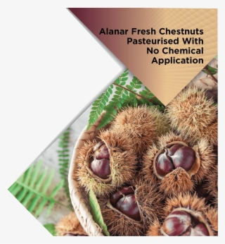 Alanar Fresh Chestnuts - Chestnut #5877006