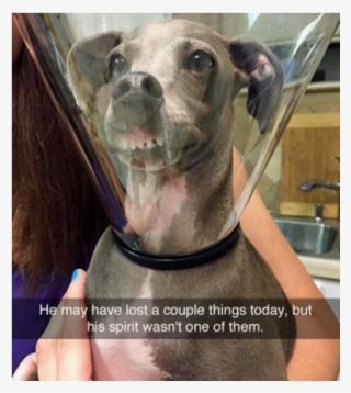 25 Hilarious Snapchats Anyone Who Loves Animals Must #5878324