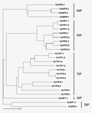 Phylogenetic Analysis Of Aqps In Carnations - Diagram #5881948