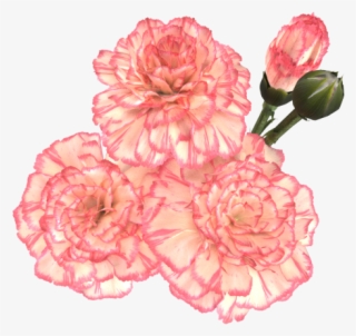 Phd Wip Shaders Page Hivewire D Community - Doctor Of Philosophy #5881986