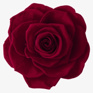 Rosas Rojo Vino Png #5882043
