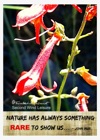 Columbine Flower Found At Alpine Altitudes - Columbine #5882480
