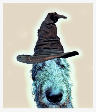 There's A Harry Potter Dog On My Couch - Sombrero De Harry Potter #5887818