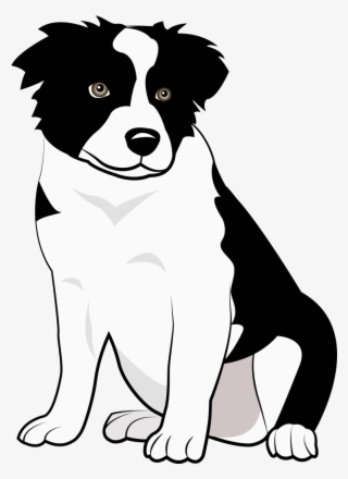 Boder Collie #5888269