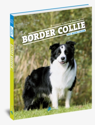 Border-collie2 - Artémis - Le Border Collie #5889112