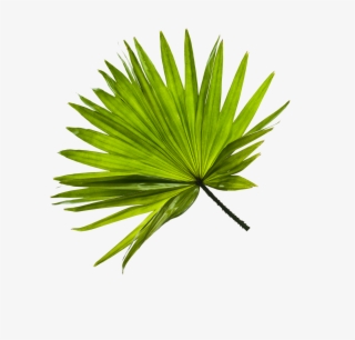 Only Vacation Resort Where The Wizarding World Of Harry - Grass #5889262