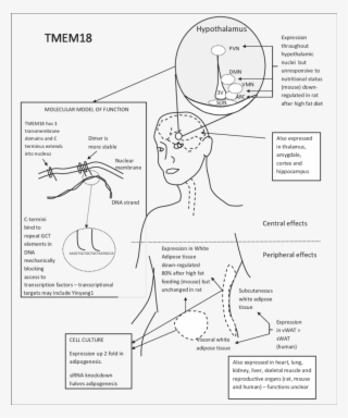 Diagram Summarising The Effects Of Tmem18 In Relation #5891302