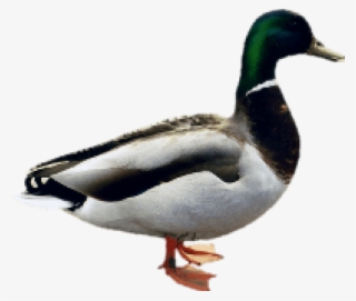 Free Png Images - Indian Duck Png #5891373