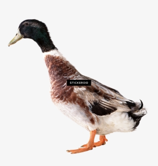 Duck Animals - Zwierzęta Poznajemy Świat Zabawa Z Naklejkami Arti #5893193