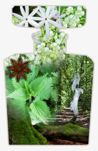 What, A Watcher Asks, Distinguishes One Moth From Another - Jasmine Flower #5894069