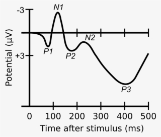 Event Related Potential Graph #5894713