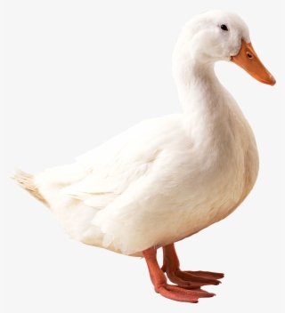 Goose Png - Duck Png #5895675