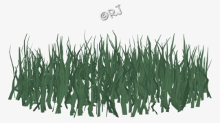 Some Images Shown Smaller Than Actual Size - Grass Family #5896539