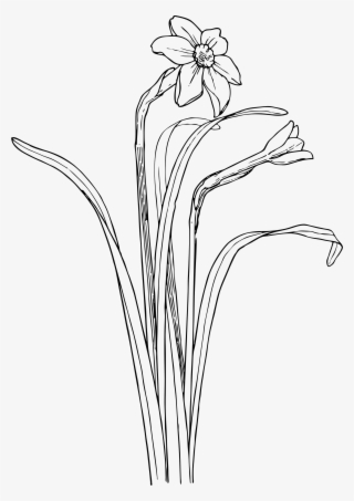 Narcissus Png #5896599