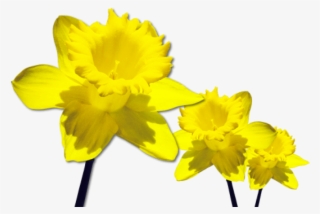 Free Png Daffodils Free Download Png Png Images Transparent - Daffodils Png #5896810
