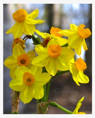 Mercer Narcissus - Paperwhite #5896903