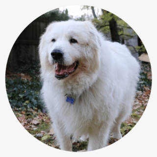 Chilly Willy - Great Pyrenees #5898918