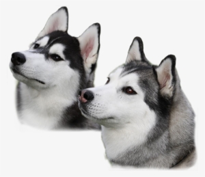 Husky Png #590232